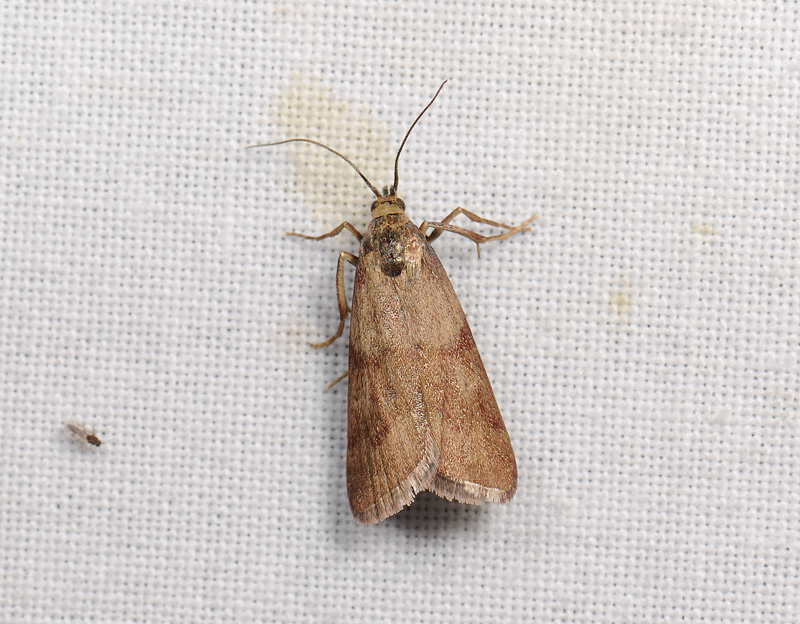 1747   Hypochalcia ahenella  105.jpg