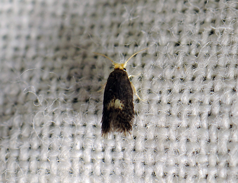0108   Ectoedemia intimella  248.jpg