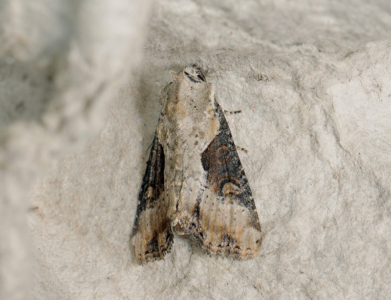 2851   Apamea ophiogramma  064.jpg