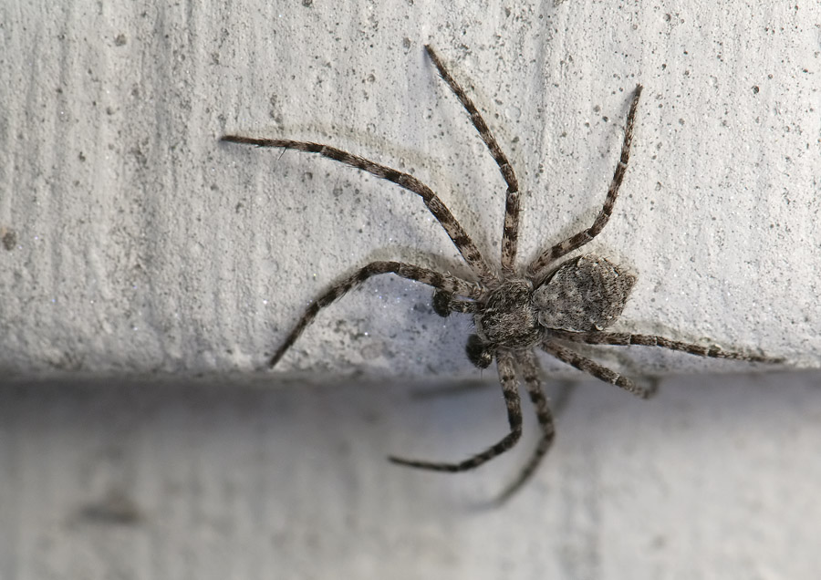 spider  11015.jpg