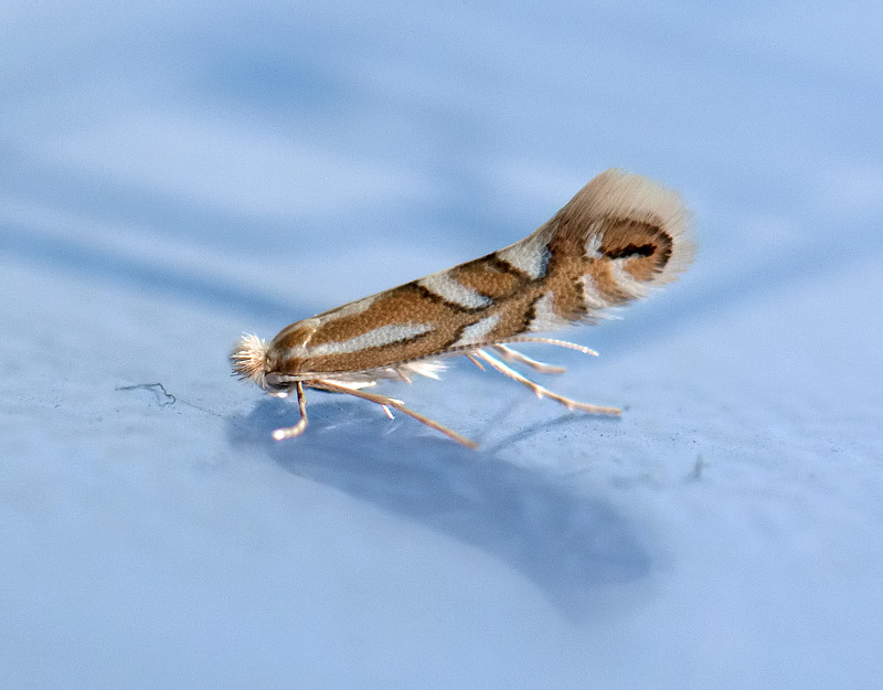 0367   Phyllonorycter maestingella  027.jpg