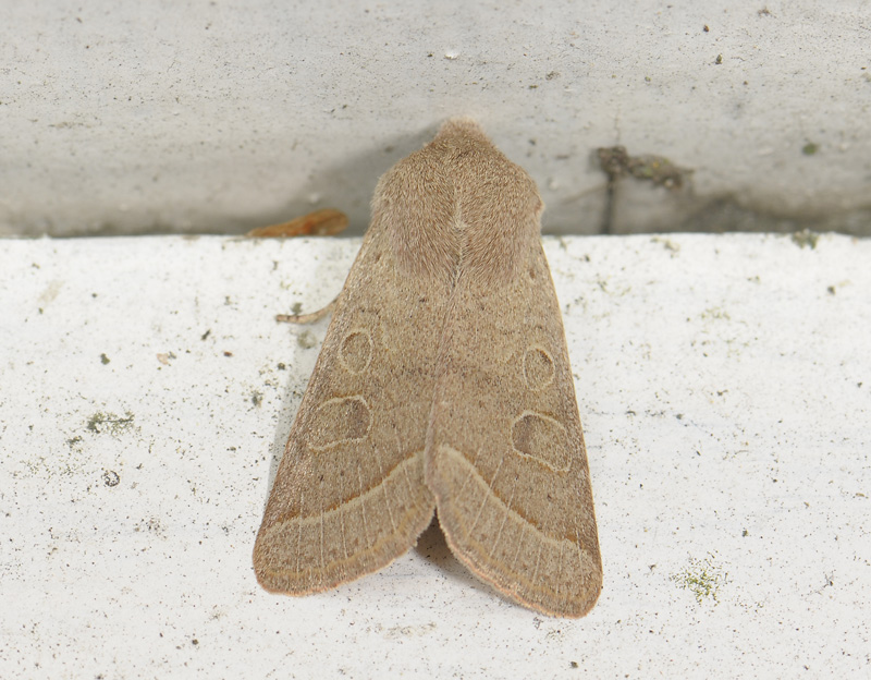 2735   Orthosia cerasi  028.jpg