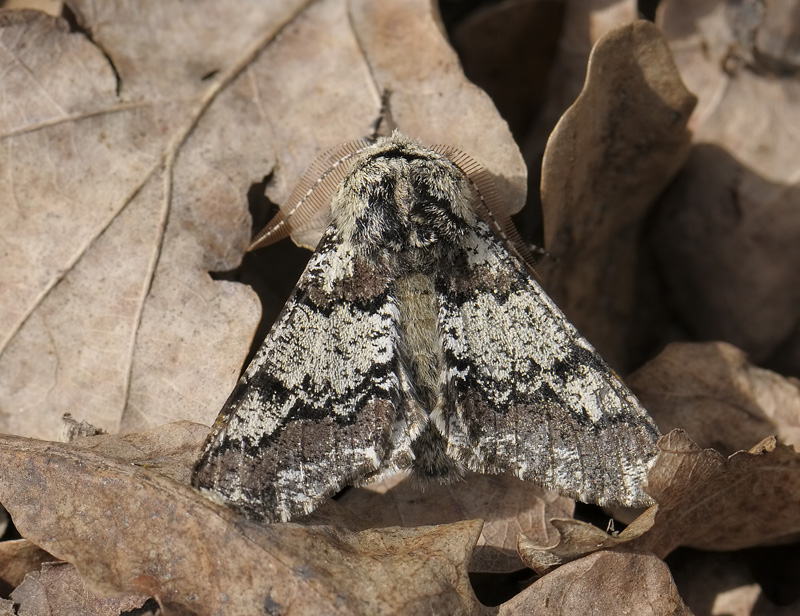 2225   Biston strataria  098.jpg