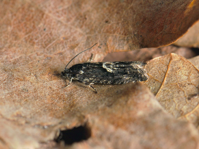1588   Pammene giganteana  048.jpg
