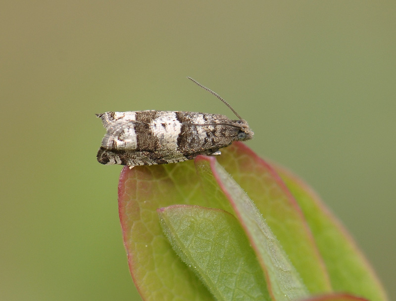 1428   Rhopobota myrtillana  157.jpg