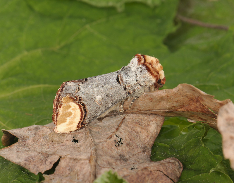 2550   Phalera bucephala  003.jpg