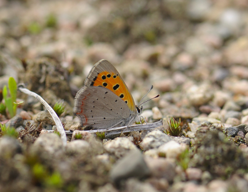 2038   Lycaena phlaeas  002.jpg