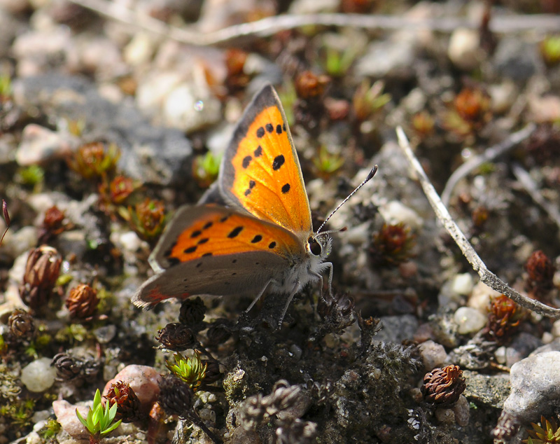 2038   Lycaena phlaeas  008.jpg