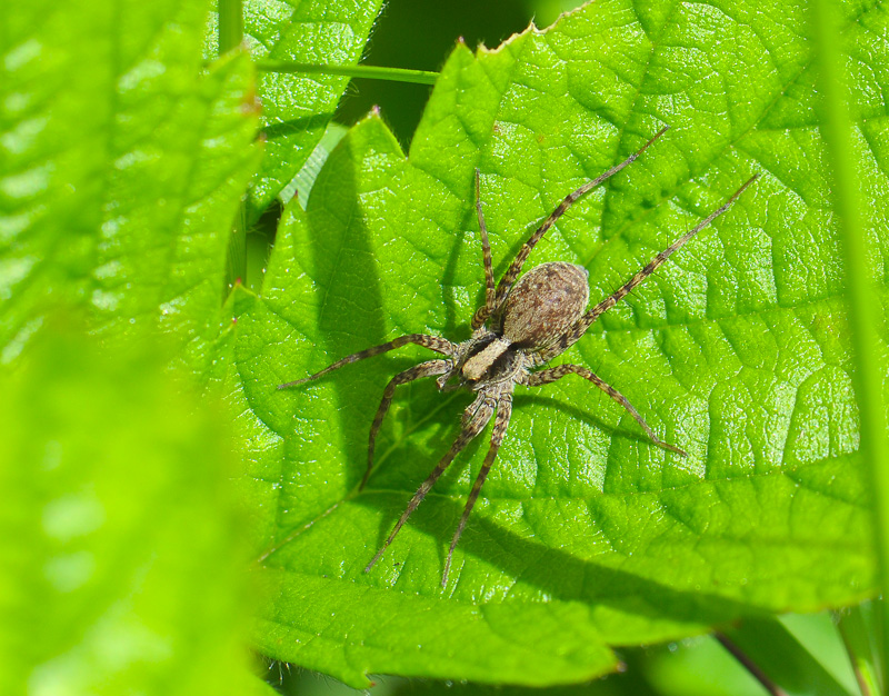 spider  033.jpg