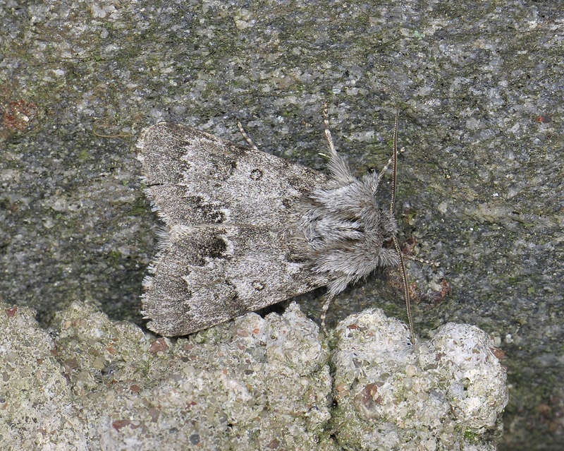 2566   Acronicta menyanthidis  105.jpg
