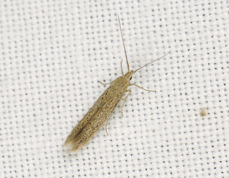 0870   Coleophora sp  136.jpg