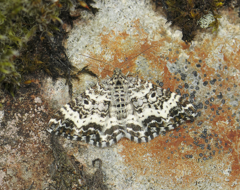2346   Epirrhoe tristata  165.jpg