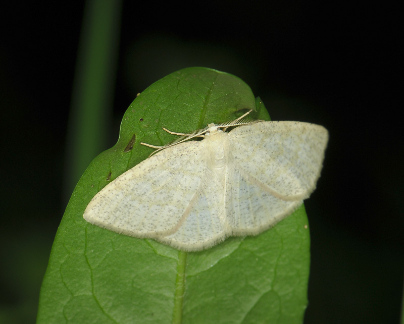 2251   Cabera exanthemata  168.jpg