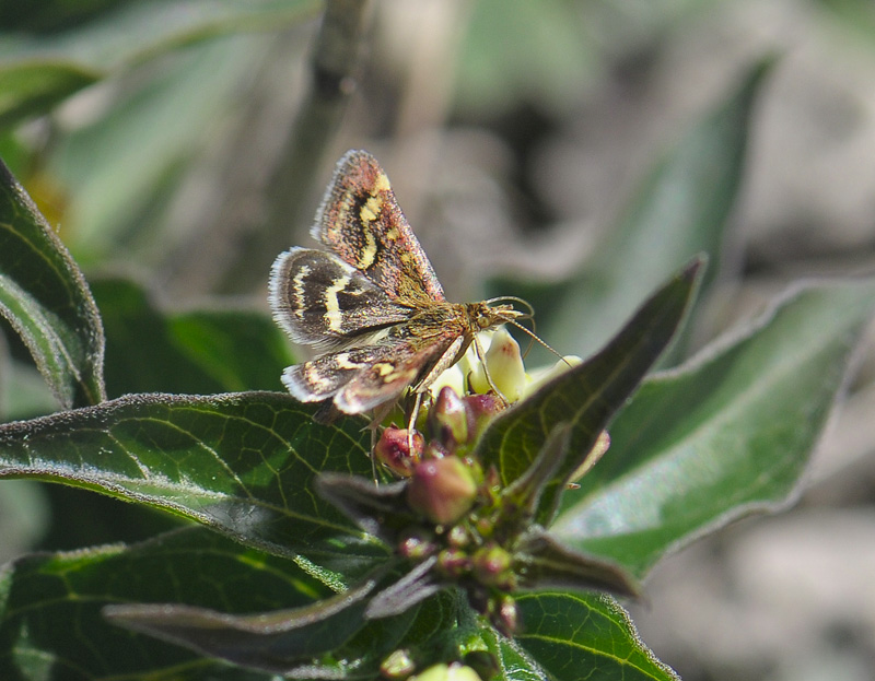 1899   Pyrausta ostrinalis  369.jpg