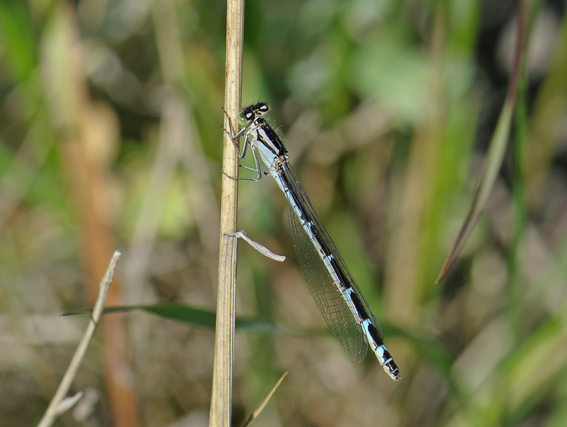 Enallagma cyathigerum  336.jpg