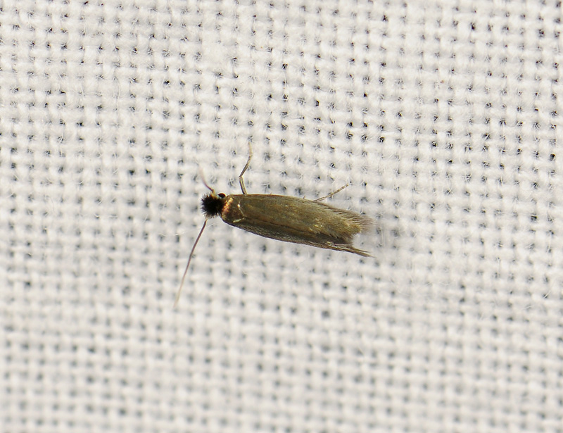 0087   Stigmella ruficapitella   014.jpg