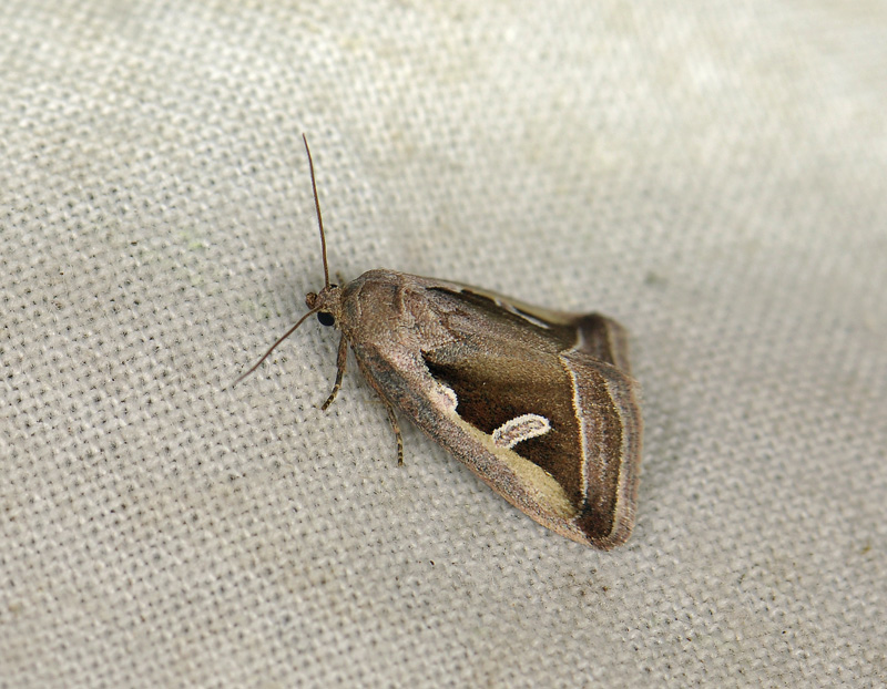 2672   Deltote uncula  037.jpg