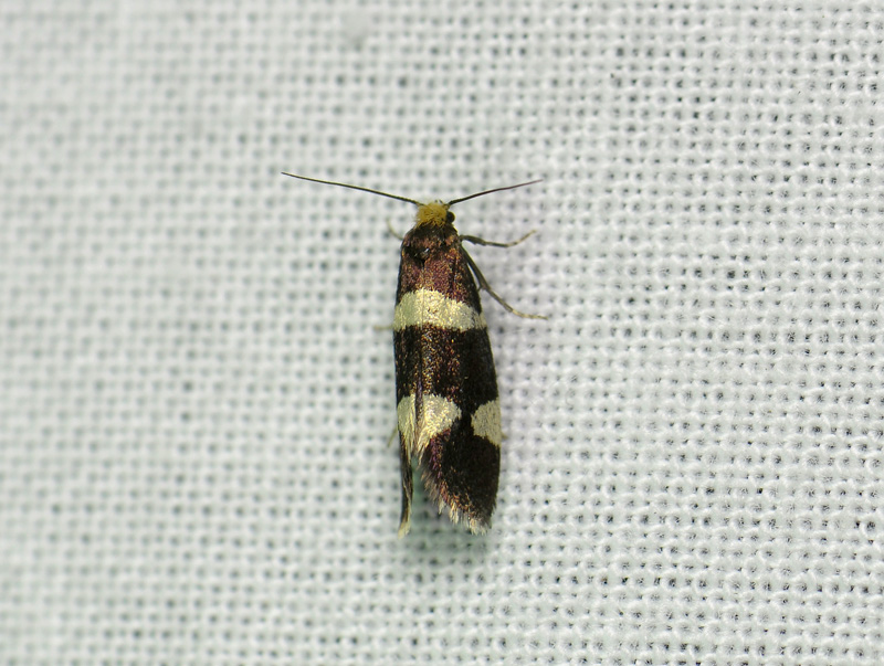 0155   Lampronia capitella  075.jpg