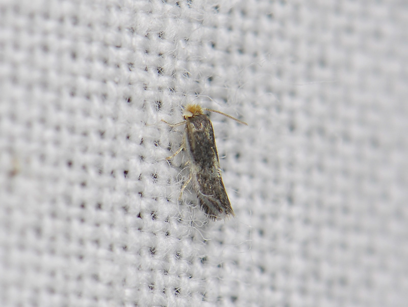 0121   Nepticulidae sp  085.jpg