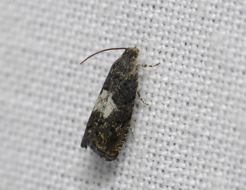 1587   Pammene ignorata  095.jpg