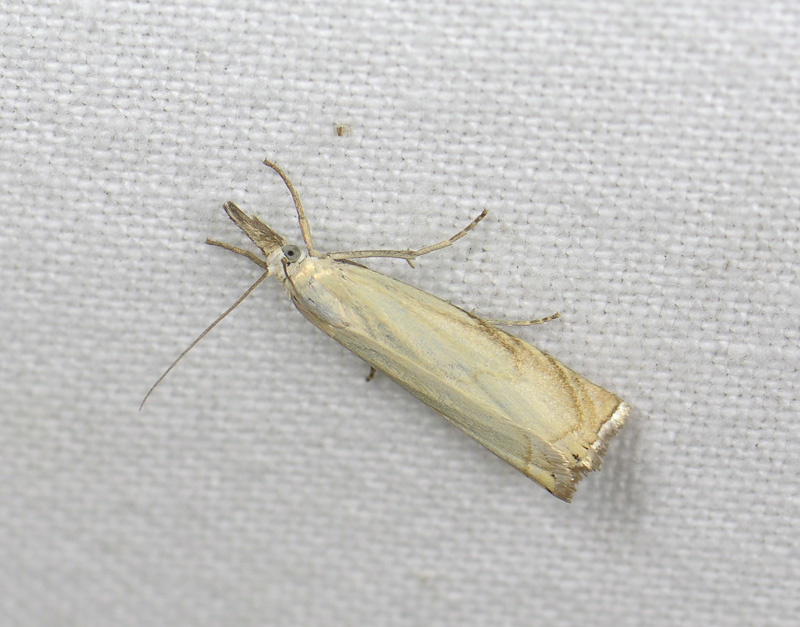 1809   Chrysoteuchia culmella  148.jpg