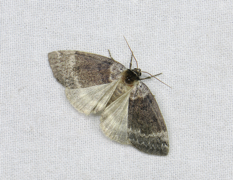 2160   Tetheella fluctuosa  008.jpg