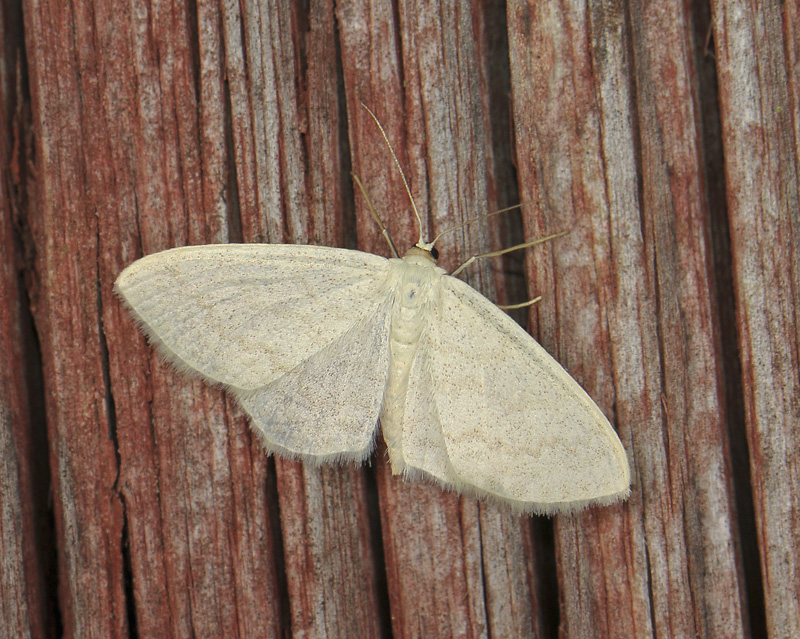 2251   Cabera exanthemata  063.jpg