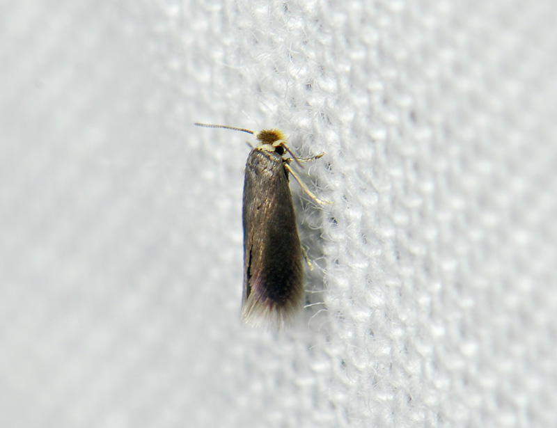 0089   Stigmella samiatella  148.jpg