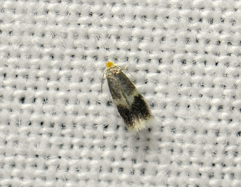 0121   Nepticulidae sp  199.jpg
