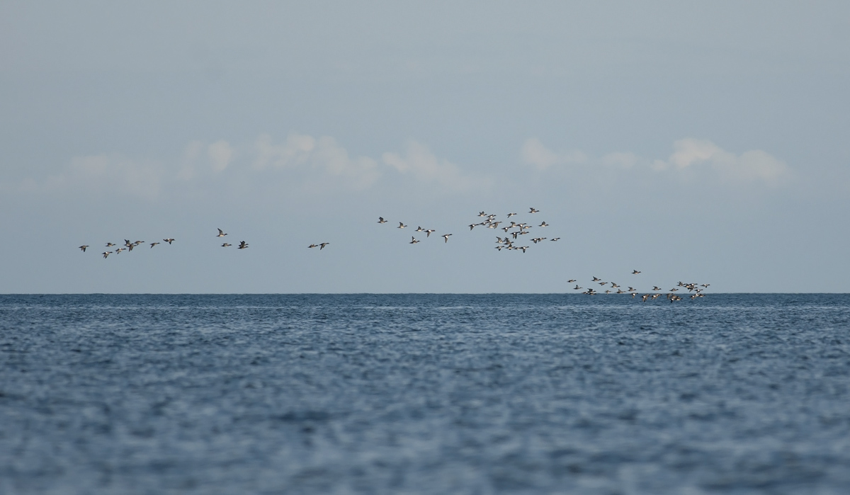 Wigeon  3683.jpg