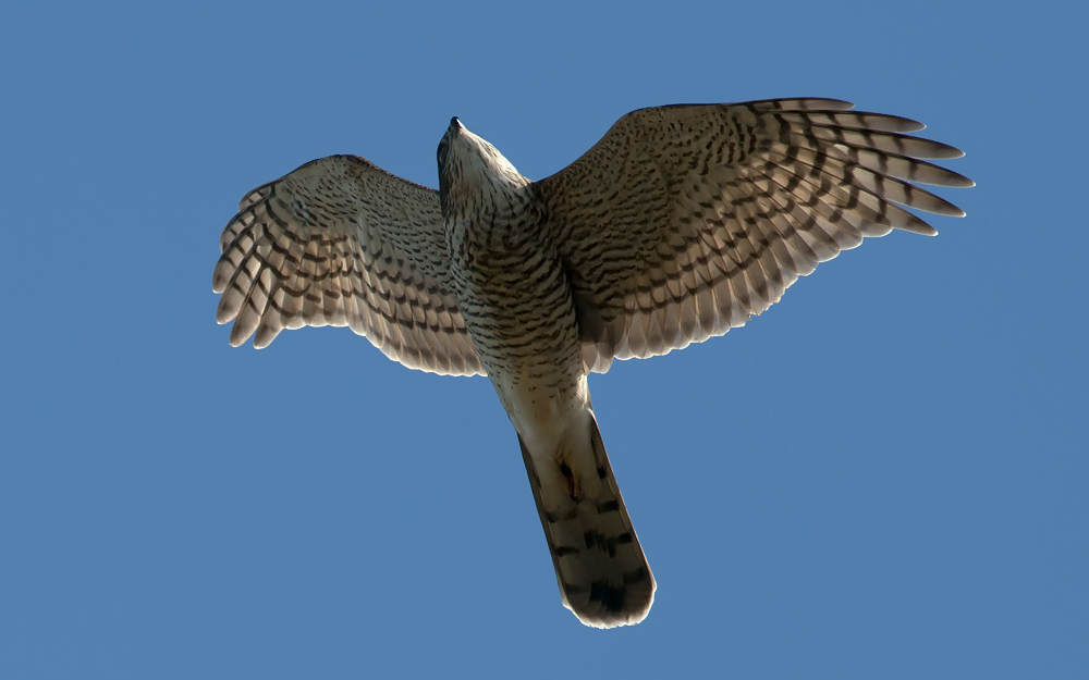Sparrowhawk  5330.jpg