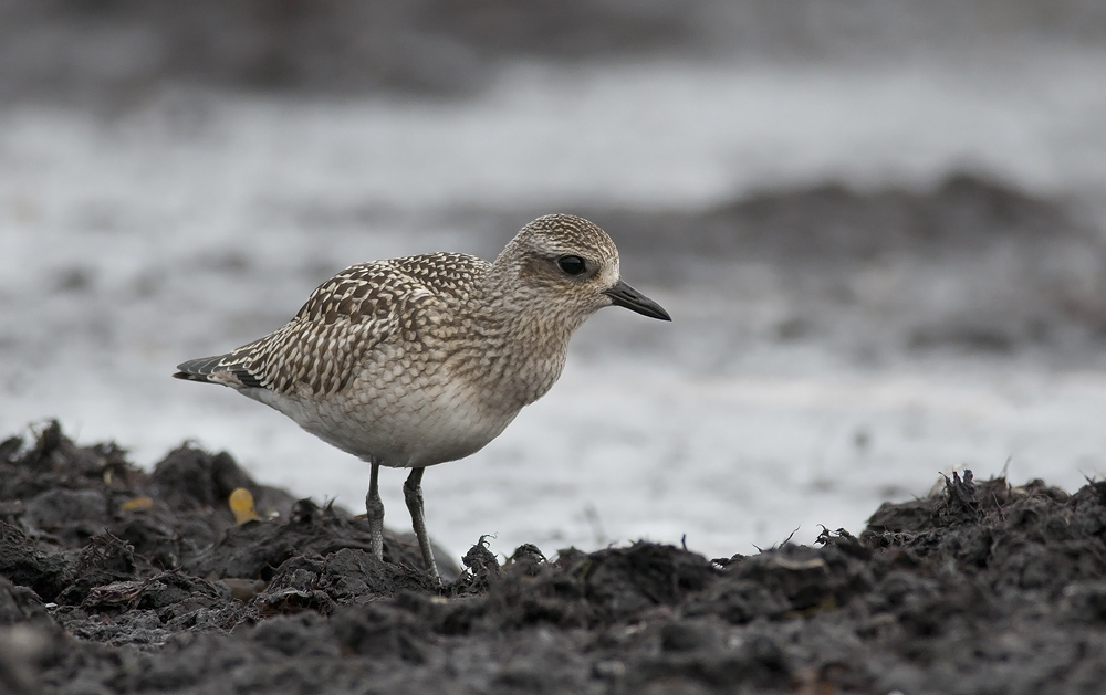 Grey Plover  7507.jpg