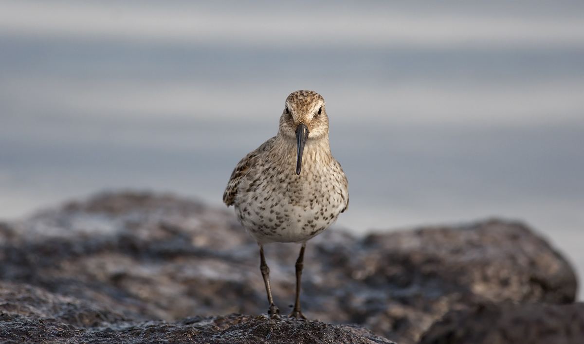 Dunlin  7599.jpg