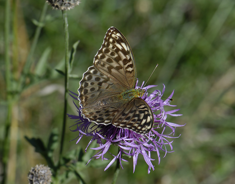 2078   Argynnis paphia  5118.jpg