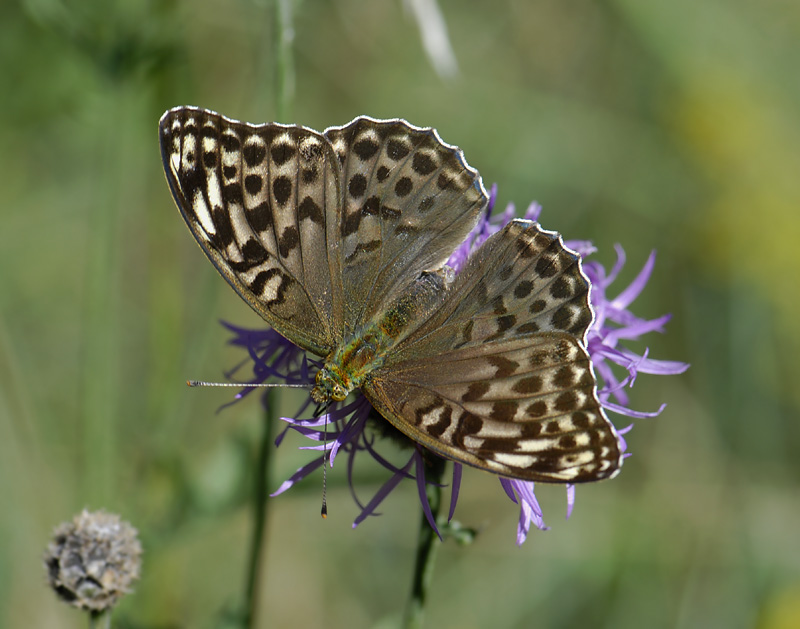 2078   Argynnis paphia  5109.jpg