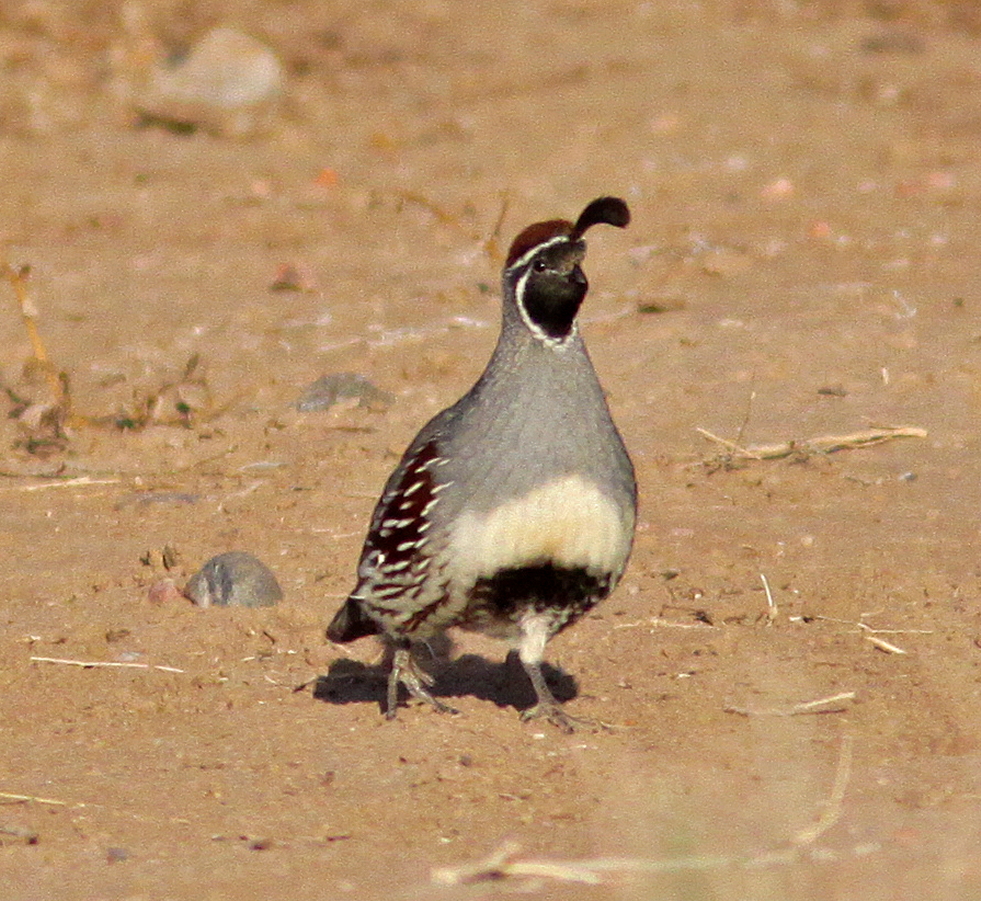 Gambels Quail at Arizona City.JPG
