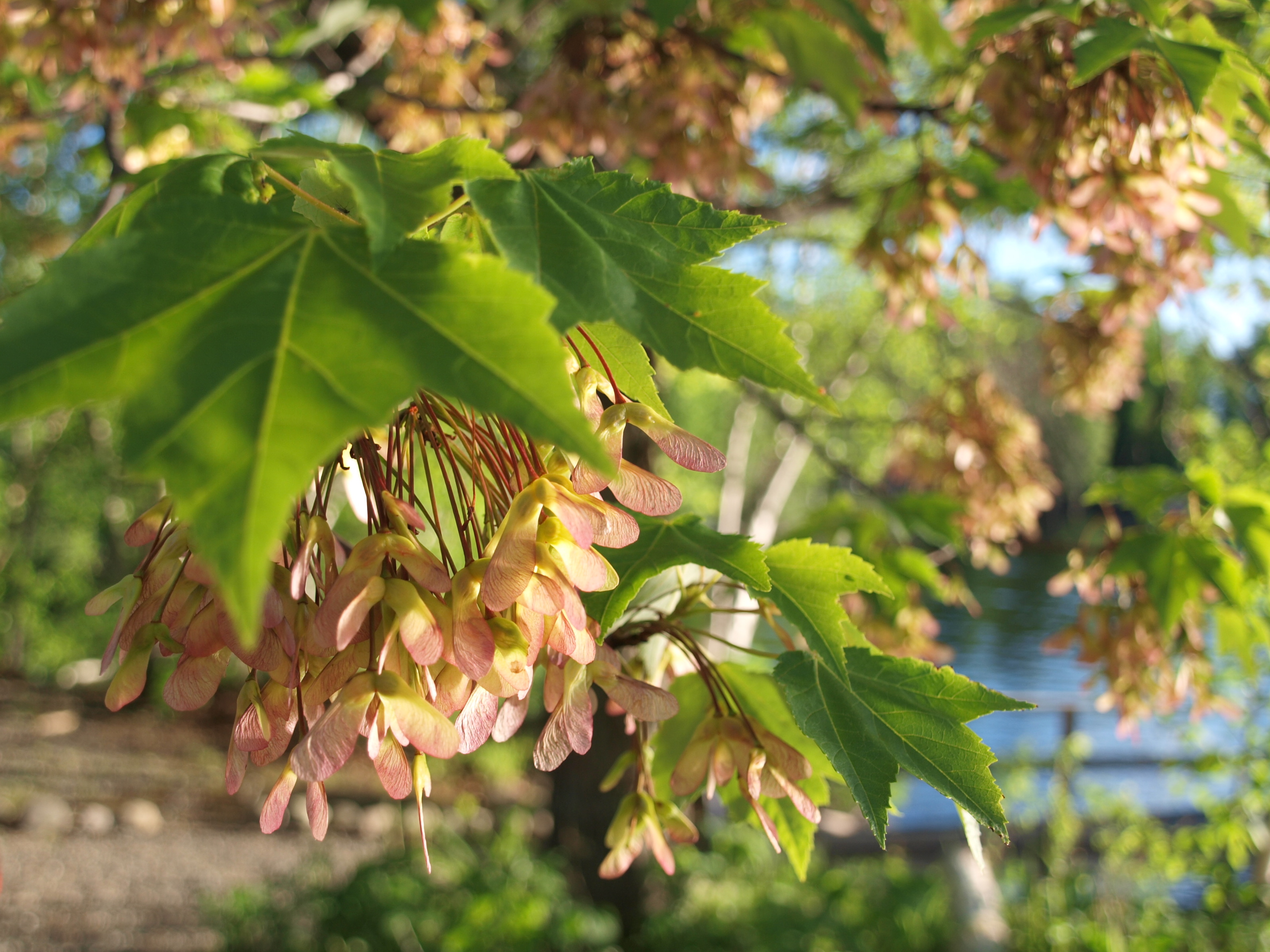 Maple Seedling Portrait