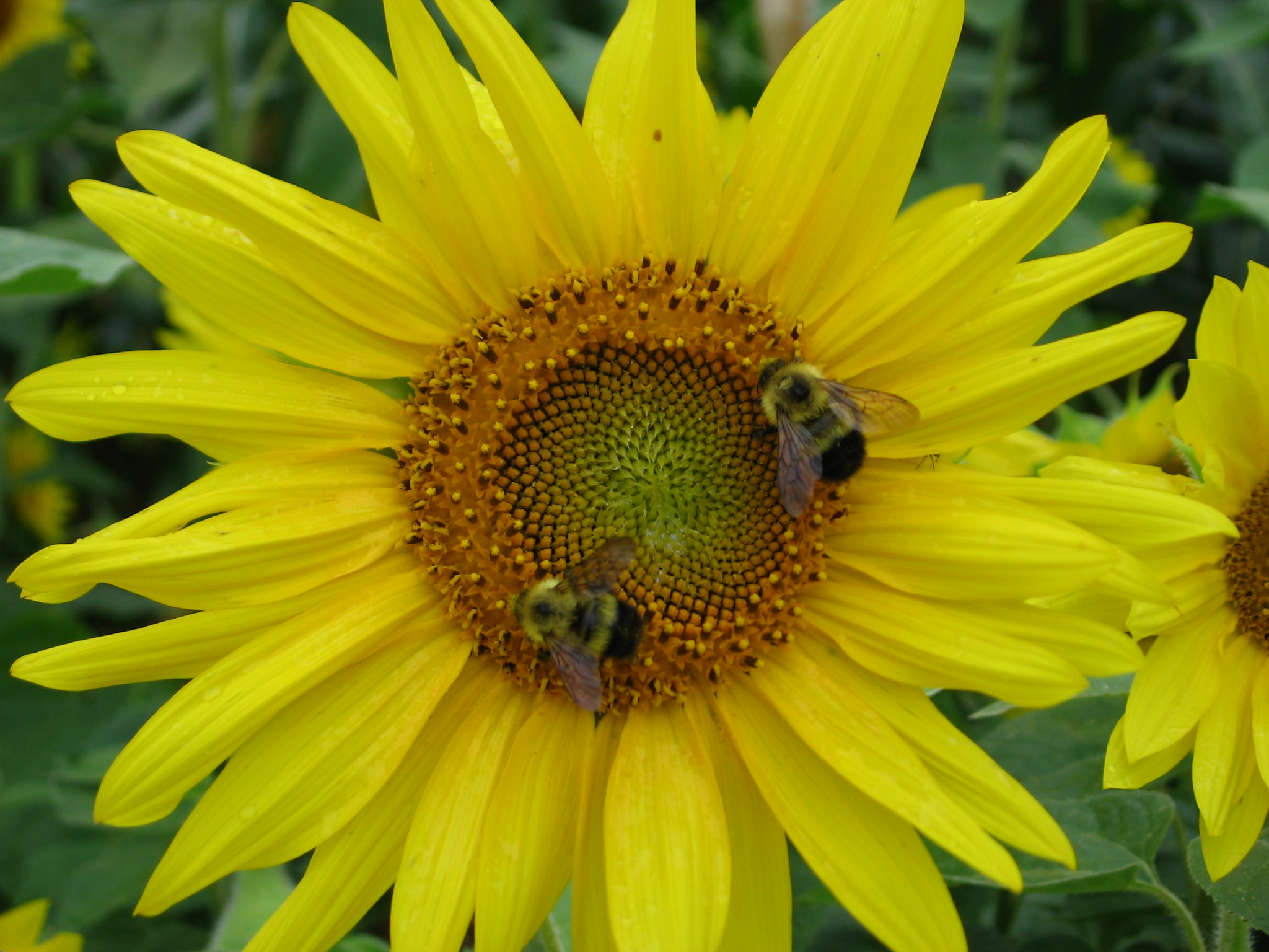 seeing the individuality of bees
