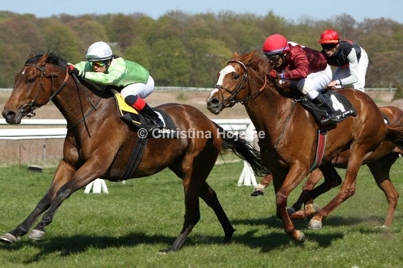 4197b.jpg (Boss, Yaliho Bloom)