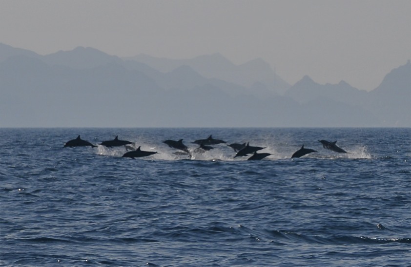 Dolphins, Al Bustan