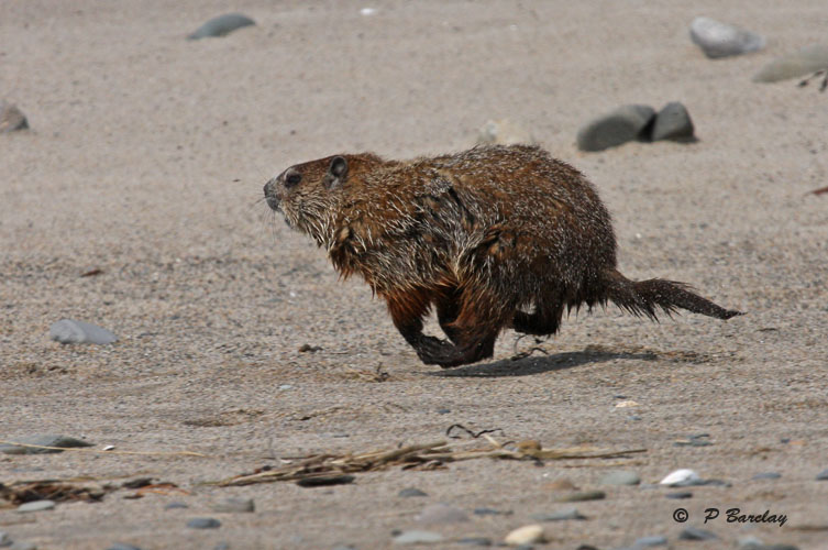 Groundhog (Woodchuck)