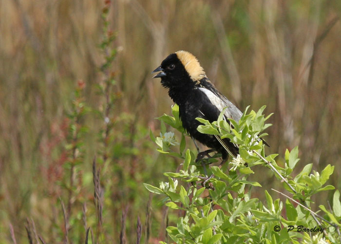 Bobolink (m)