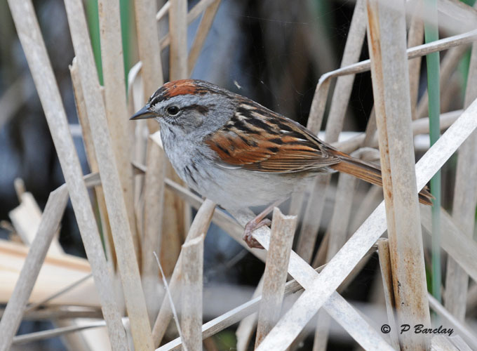 Swamp sparrow