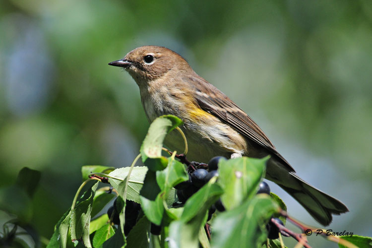 Yellow-rumped Warbler