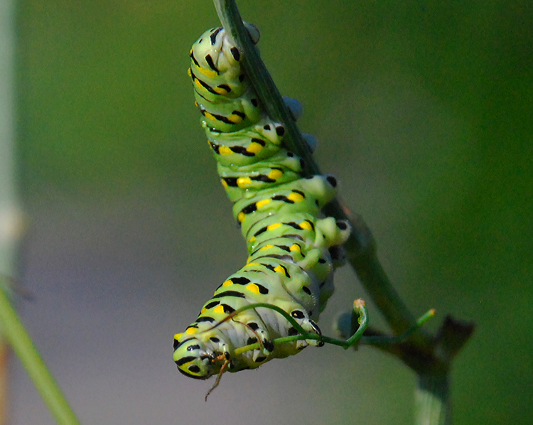 BLACK SWALLOWTAIL CATERPILLAR