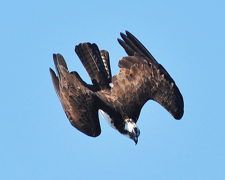 OSPREY
