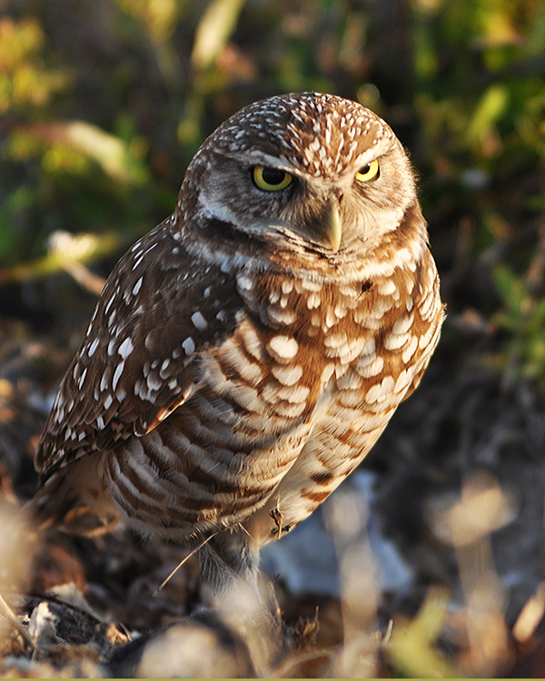 BURROWING OWL
