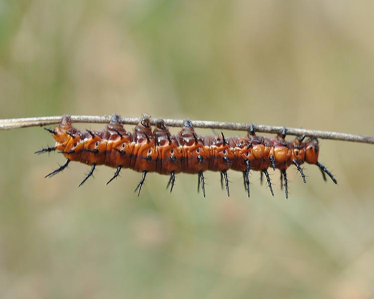 GULF FRITILLARY CATERPILLAR