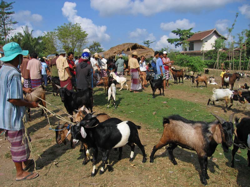Goat market
