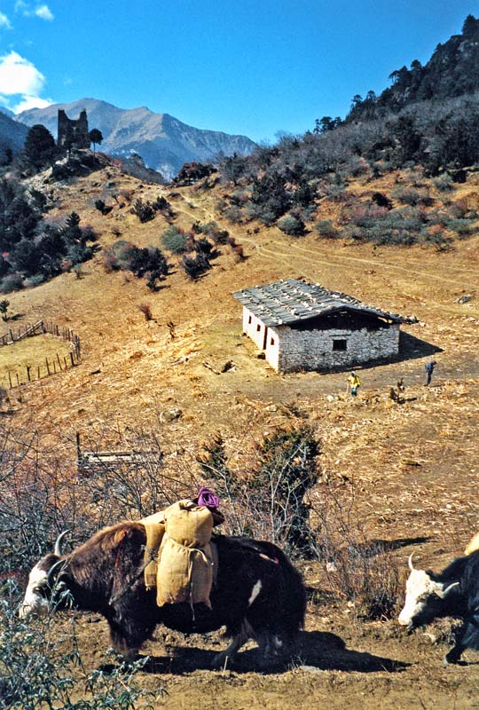 Hillside